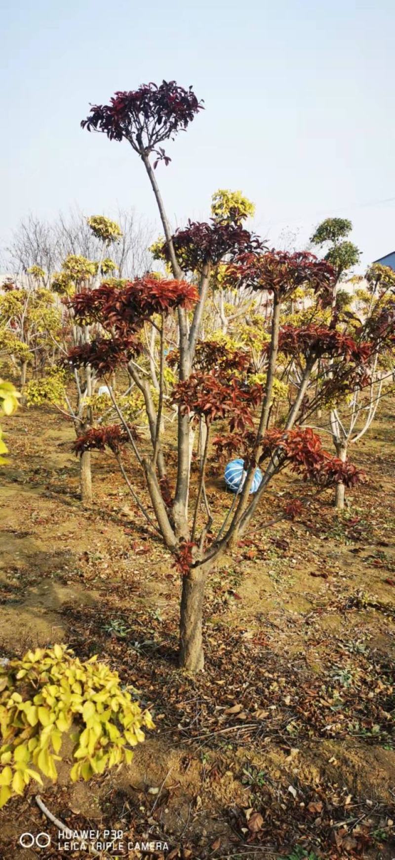 金叶榆造型树造型金叶榆2-3米高8-10个云盘造型