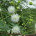 合欢种子绒花树种子绿化红花合欢籽金合欢银合欢新采合欢籽