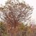 榉树红叶榉树高度5-8米冠幅4-6米原生冠易成