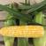 泰普拉双色水果玉米种子，基地专用大棒型700克