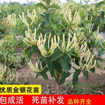 精品金银花四季金银花金花三号等品种【原产地直销】