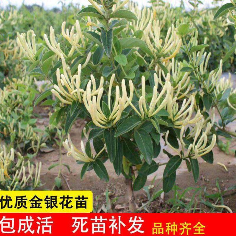 精品金银花四季金银花金花三号等品种【原产地直销】