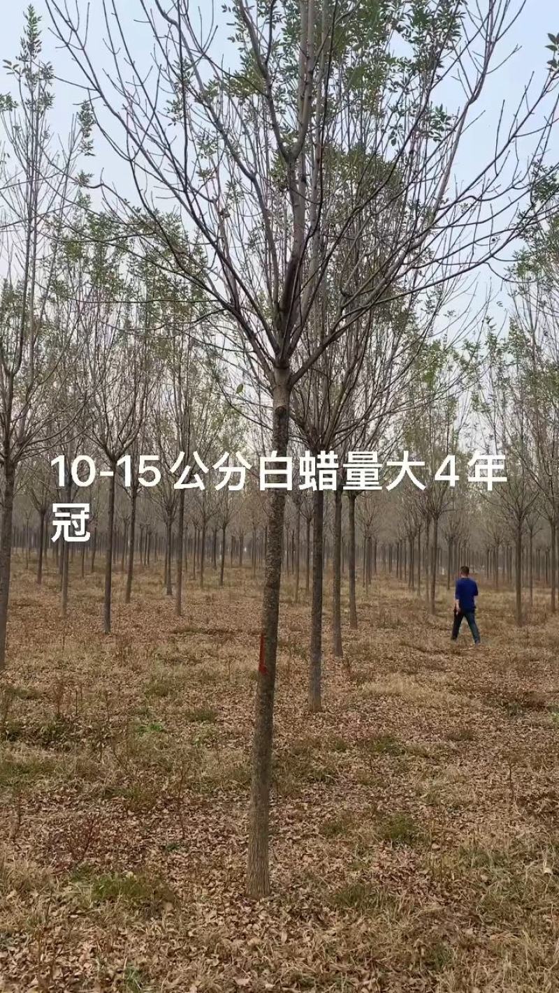 12公分白蜡，12公分速生白蜡，12公分白蜡树