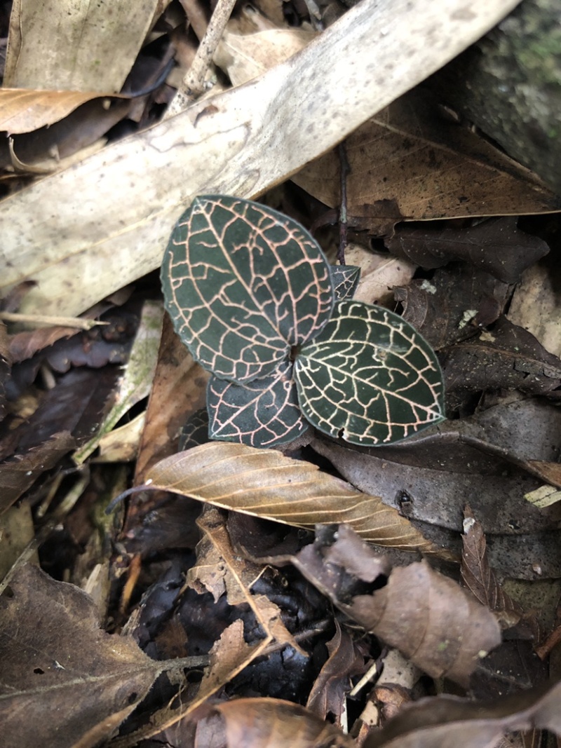 野生金线莲，大山里的纯野生金线莲，金线莲