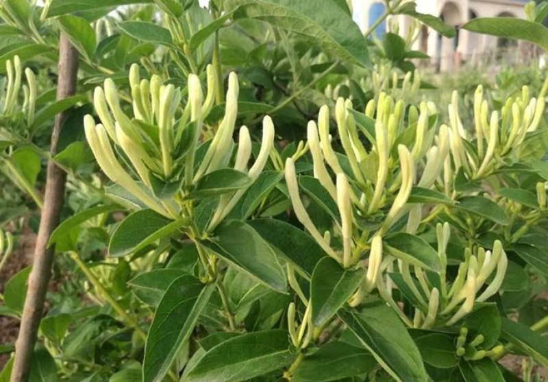 精品金银花四季金银花金花三号等品种【原产地直销】