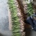 大凉山高原阳光绿芦笋开始上市欢迎新老客户选购