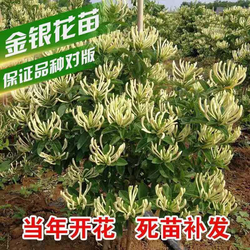 精品金银花四季金银花金花三号等品种【原产地直销】