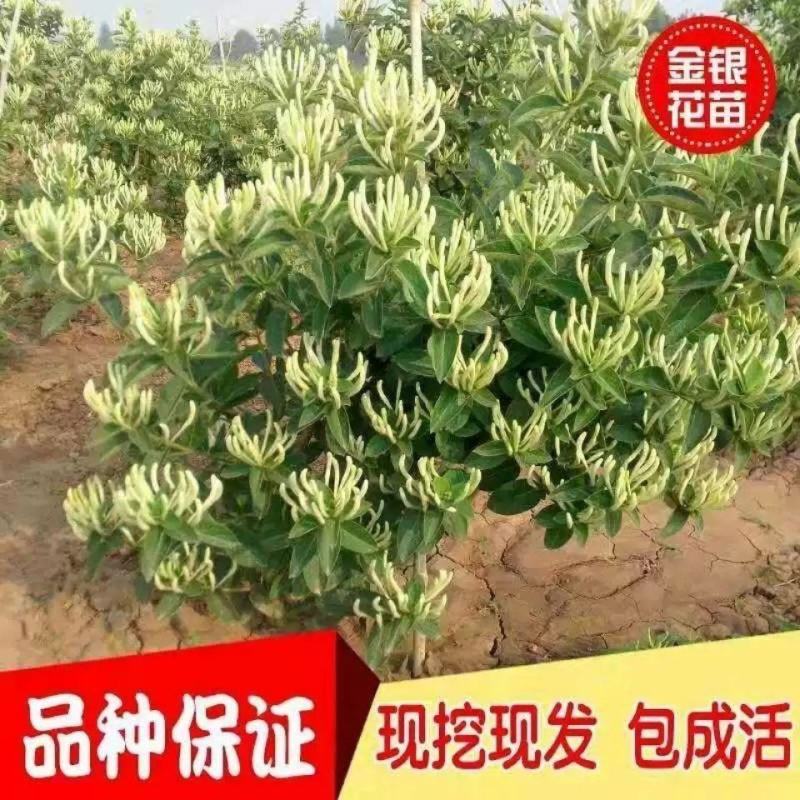 精品金银花四季金银花金花三号等品种【原产地直销】