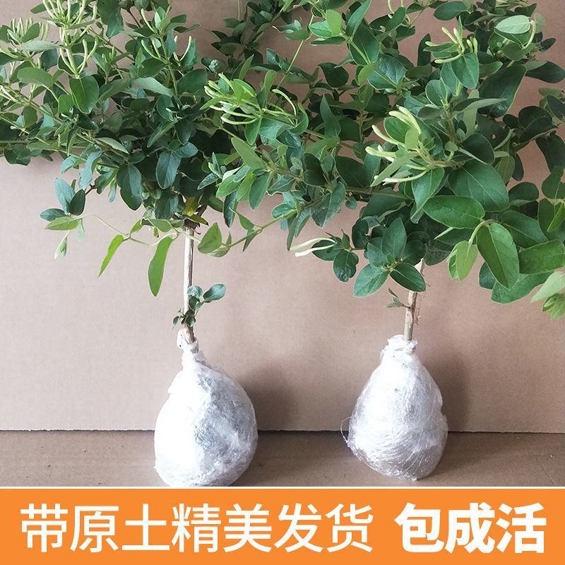 精品金银花四季金银花金花三号等品种【原产地直销】
