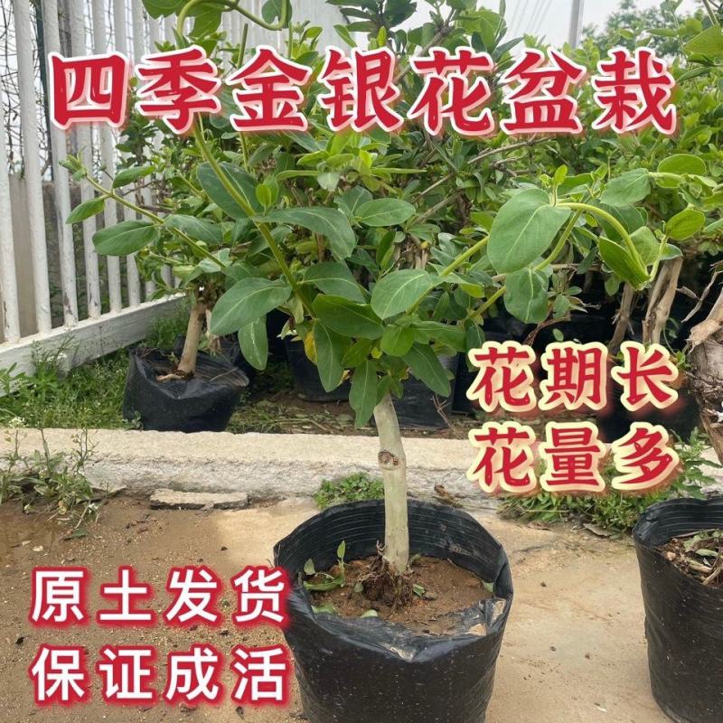 精品金银花四季金银花金花三号等品种【原产地直销】