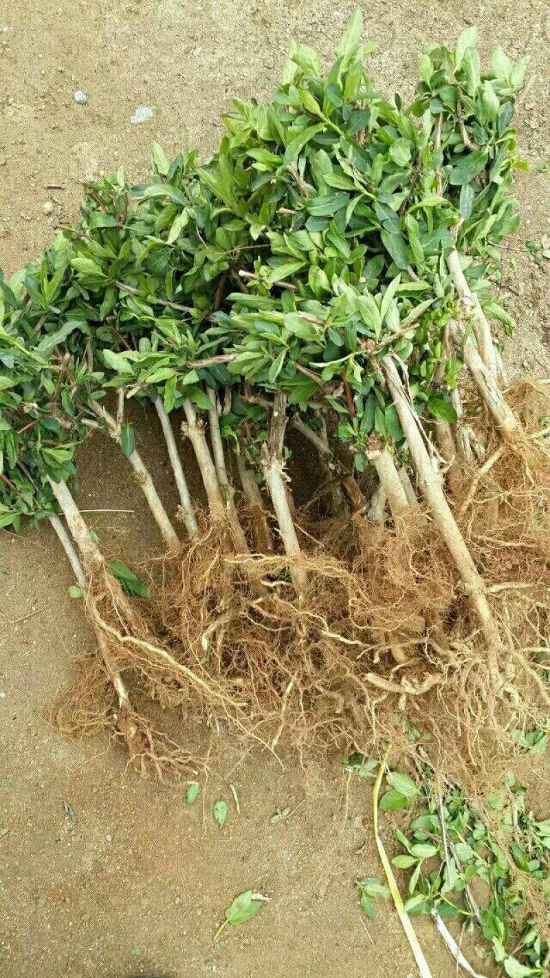 精品金银花四季金银花金花三号等品种【原产地直销】