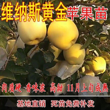 苹果苗维纳斯黄金苹果苗庭院果园南北种植