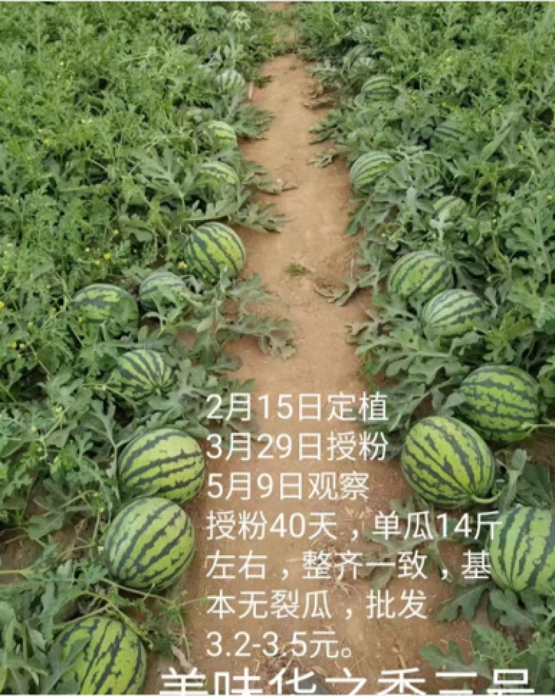 华之秀三号美都西瓜种子代替8424瓤色鲜红耐裂