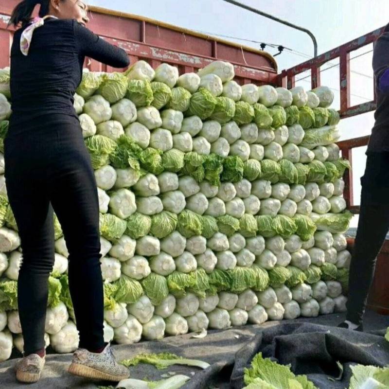 河北定州无公害蔬菜基地大量供应黄心大白菜