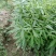 刨花润楠树苗，品质保证，规格齐全，欢迎来电咨询