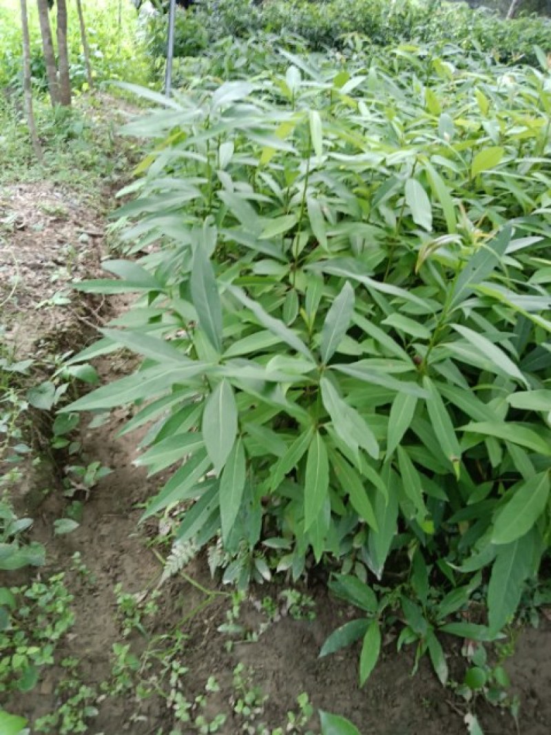 刨花润楠树苗，品质保证，规格齐全，欢迎来电咨询