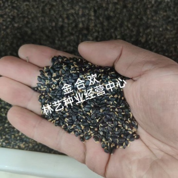 金合欢种子银合欢种子粉红合欢种子绒花树春秋季林木种子