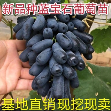 蓝宝石葡萄树苗包品种包结果量大优惠实地考察挖苗看苗签证