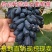 蓝宝石葡萄树苗包品种包结果量大优惠实地考察挖苗看苗签证