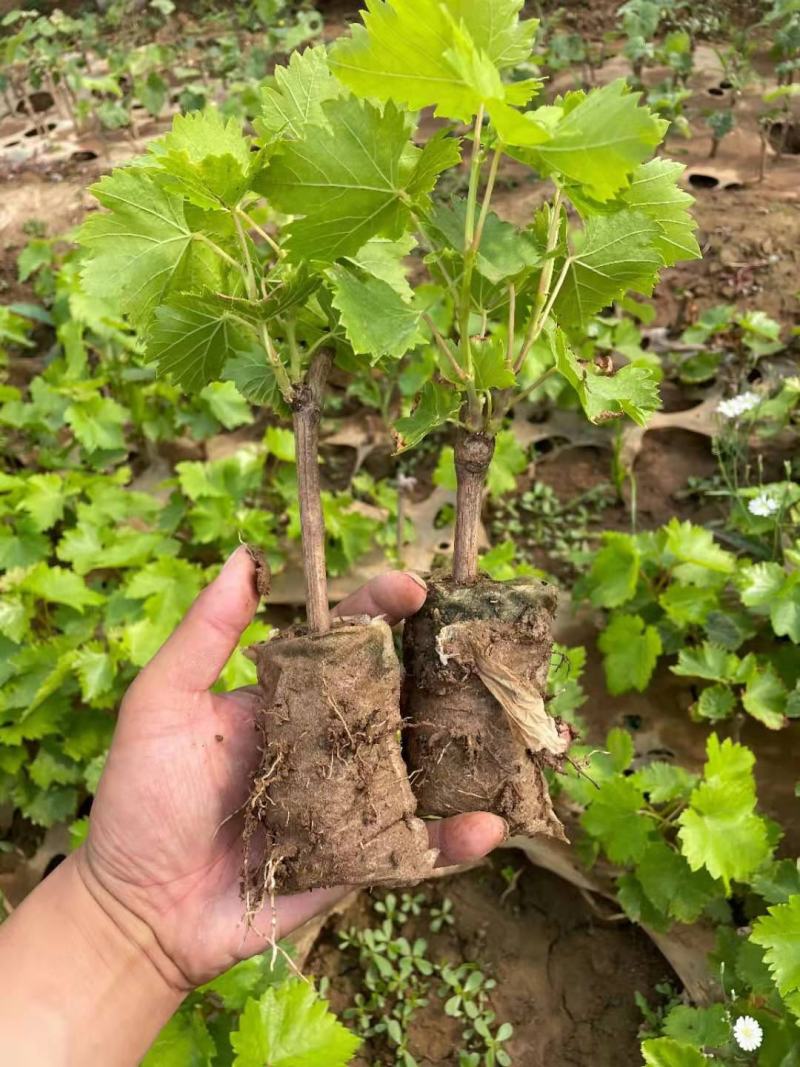 蓝宝石葡萄树苗包品种包结果量大优惠实地考察挖苗看苗签证