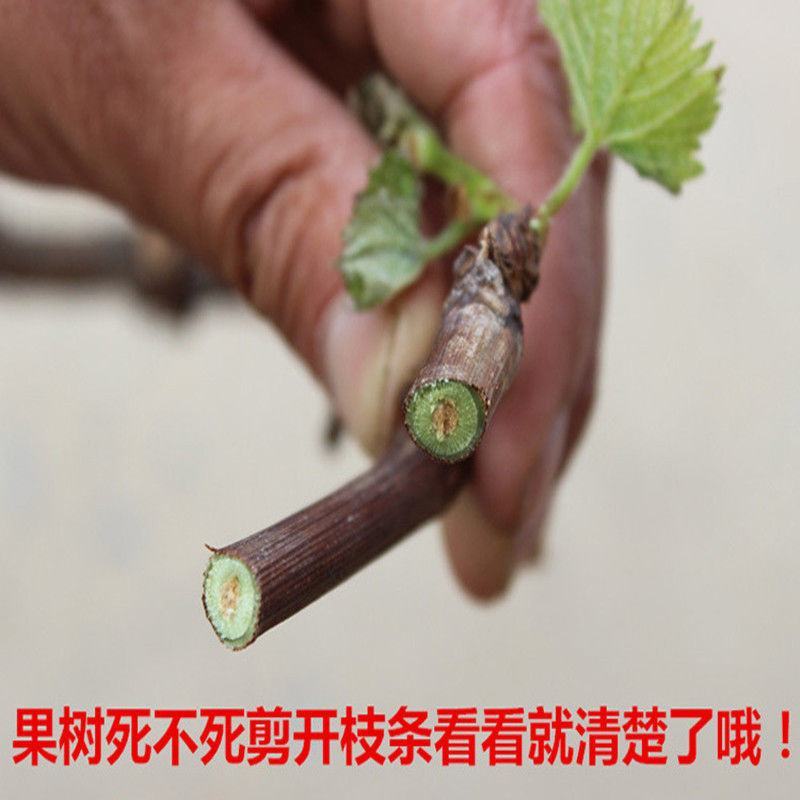 蓝宝石葡萄树苗包品种包结果量大优惠实地考察挖苗看苗签证
