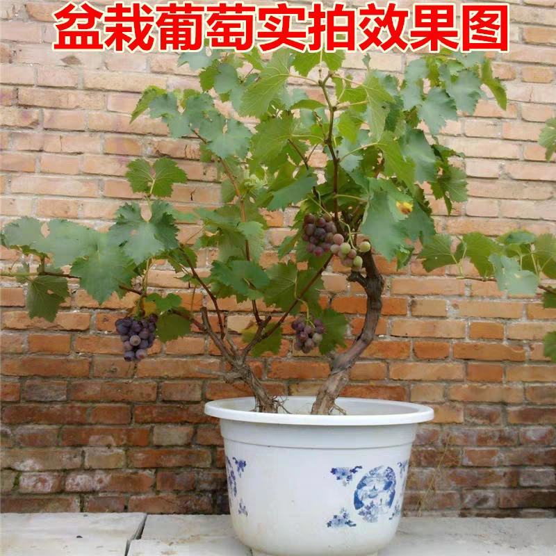 蓝宝石葡萄树苗包品种包结果量大优惠实地考察挖苗看苗签证