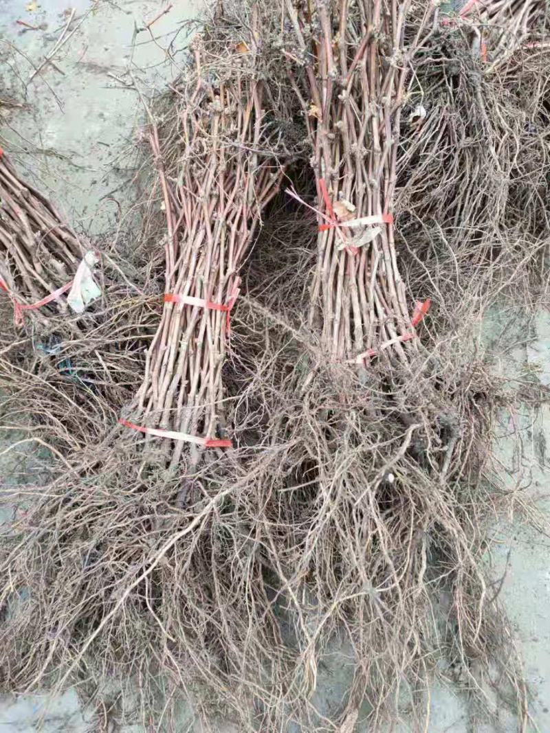 蓝宝石葡萄树苗包品种包结果量大优惠实地考察挖苗看苗签证