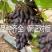 蓝宝石葡萄树苗包品种包结果量大优惠实地考察挖苗看苗签证