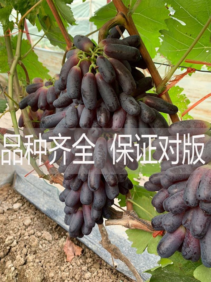 蓝宝石葡萄树苗包品种包结果量大优惠实地考察挖苗看苗签证