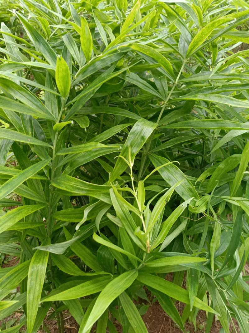 黄精出售