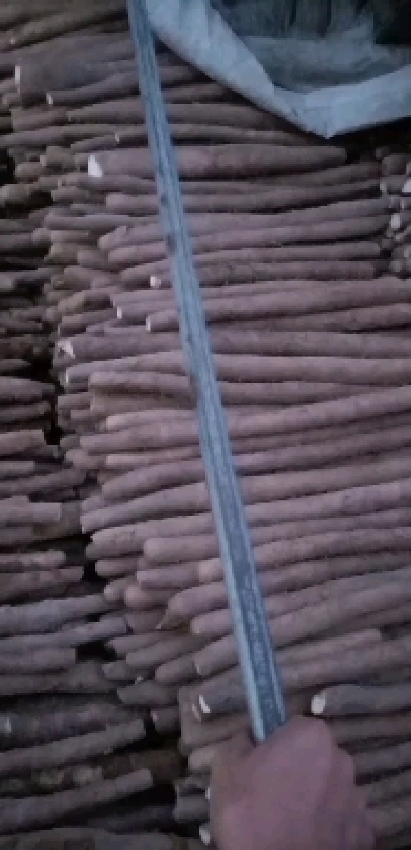 山西白玉山药通货大量有货