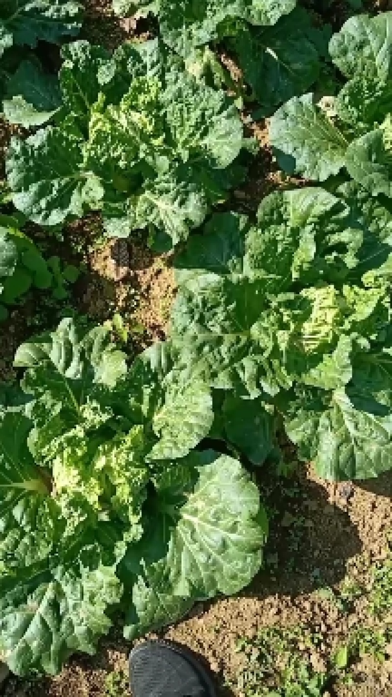 麻叶菜