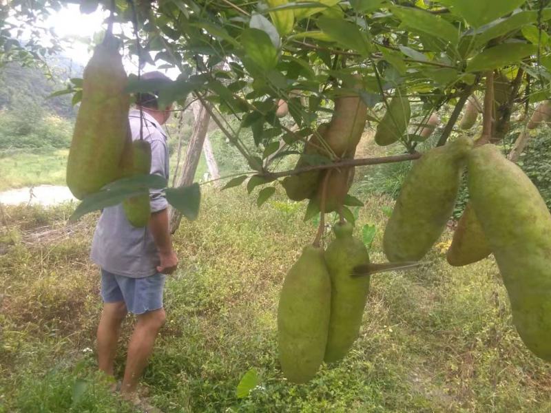 八月瓜苗紫宝瓜苗八月炸三叶木通两年苗紫皮多肉果大抗病