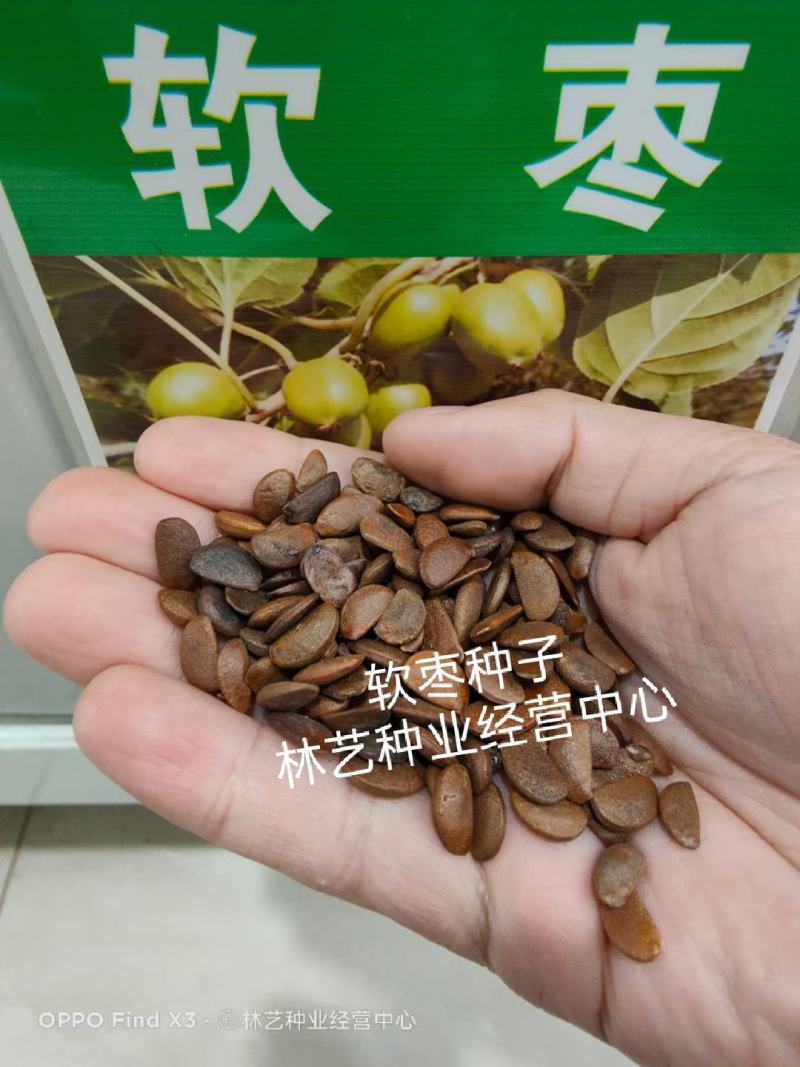 出售新采林木树种软枣种子别名君迁子野柿子丁香枣
