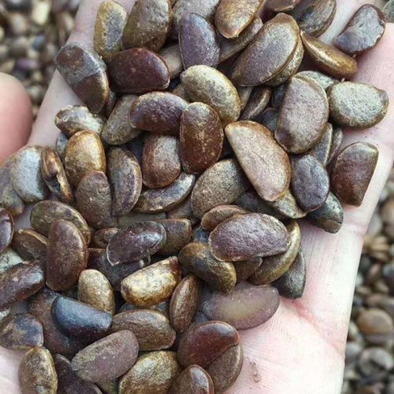 出售新采林木树种软枣种子别名君迁子野柿子丁香枣