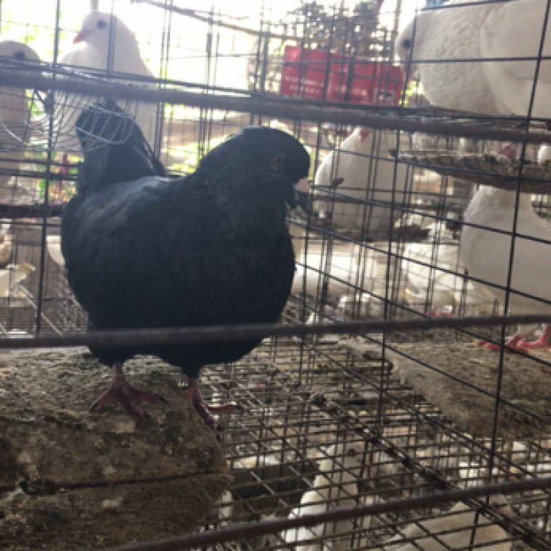 肉鸽批发