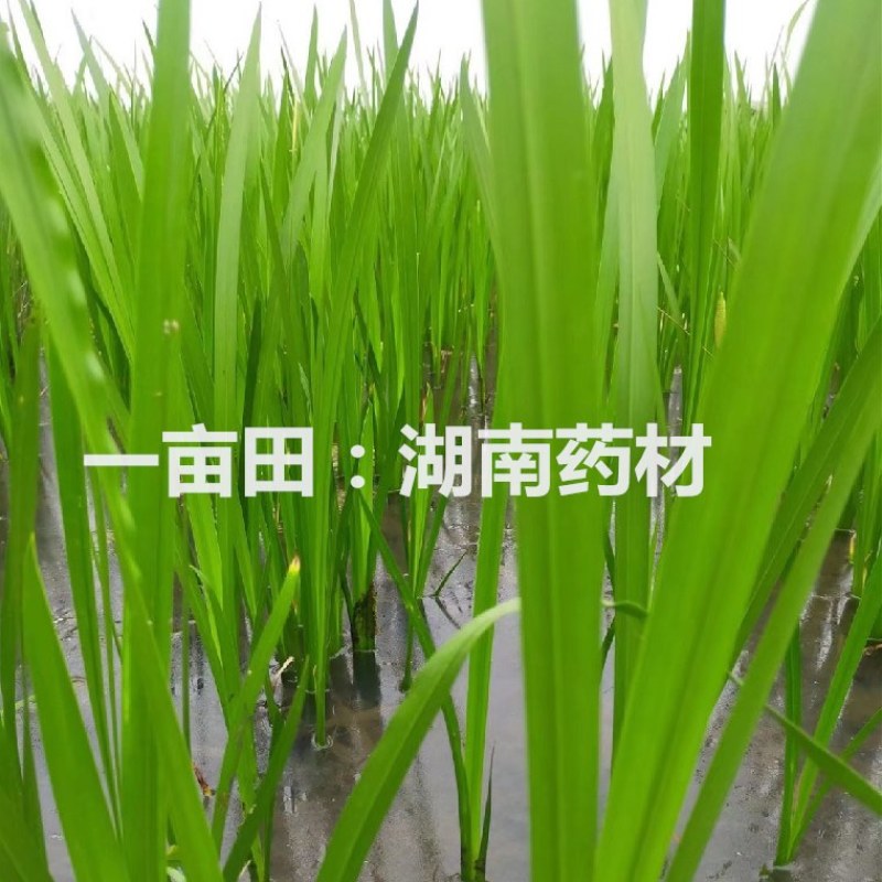 水菖蒲根臭蒲根鲜货湖南野生药材新鲜水菖蒲根包邮