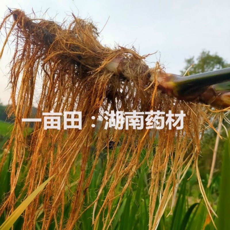 水菖蒲根臭蒲根鲜货湖南野生药材新鲜水菖蒲根包邮