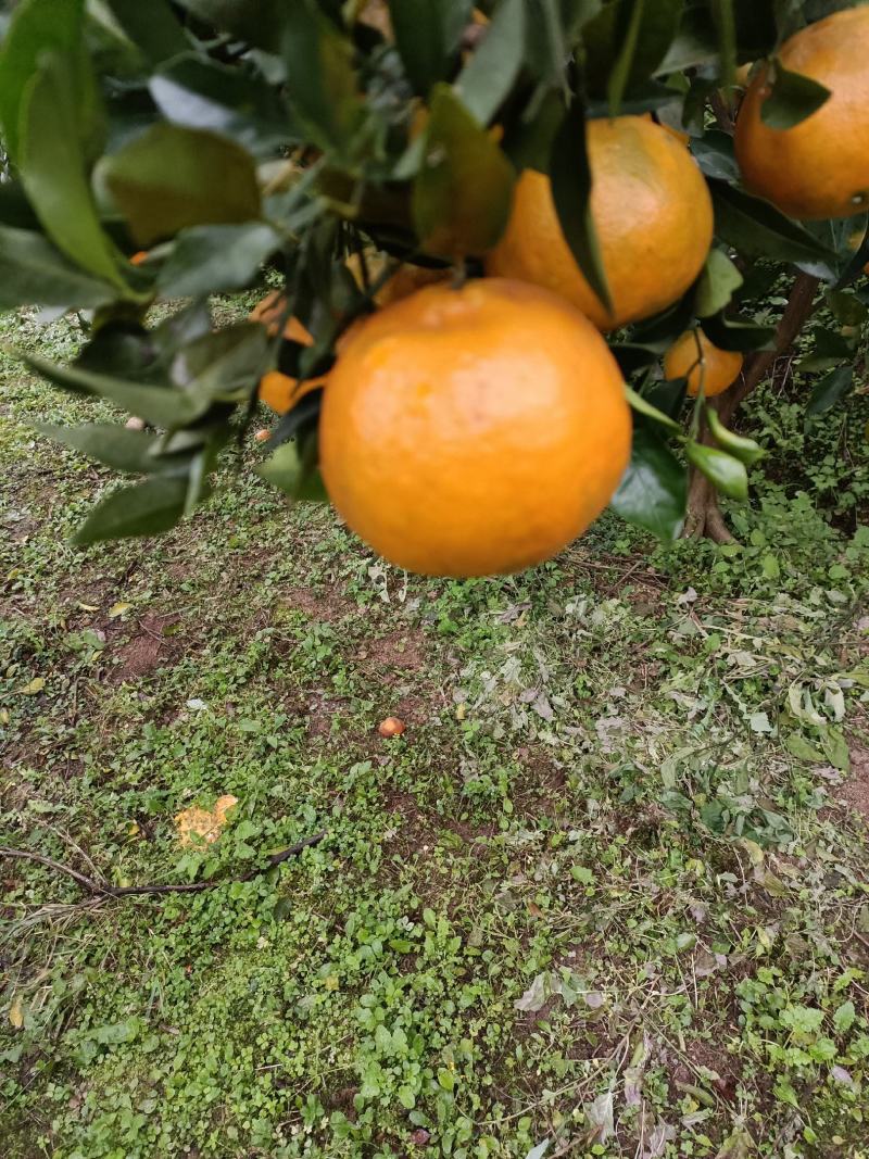 四川高山椪柑，大量出货，价格便宜，一手货源