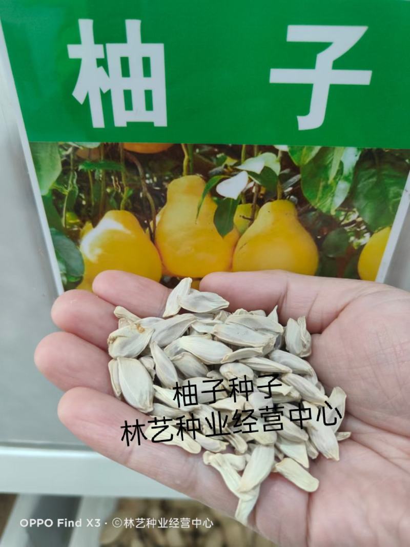 柚子种子红心柚种子沙田柚种子高产柚子种子红心柚苗