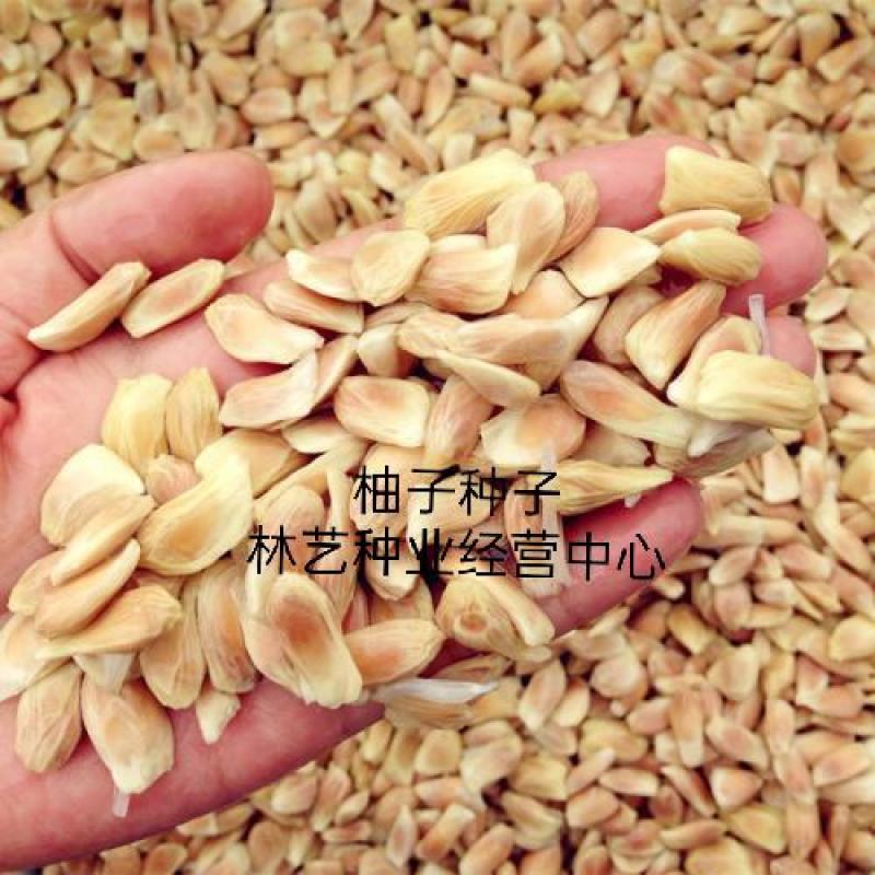 柚子种子红心柚种子沙田柚种子高产柚子种子红心柚苗