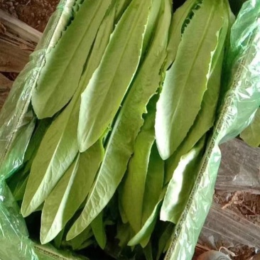 油麦菜（电商超市）真诚交友让你买好货放心。保证质