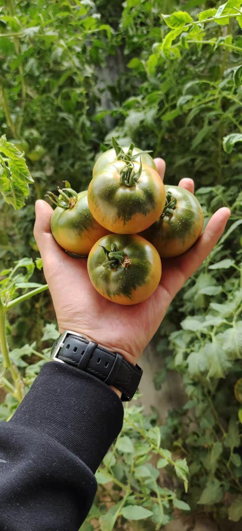 （热销）草莓西红柿产区直供货源充足量大从优视频看货批发