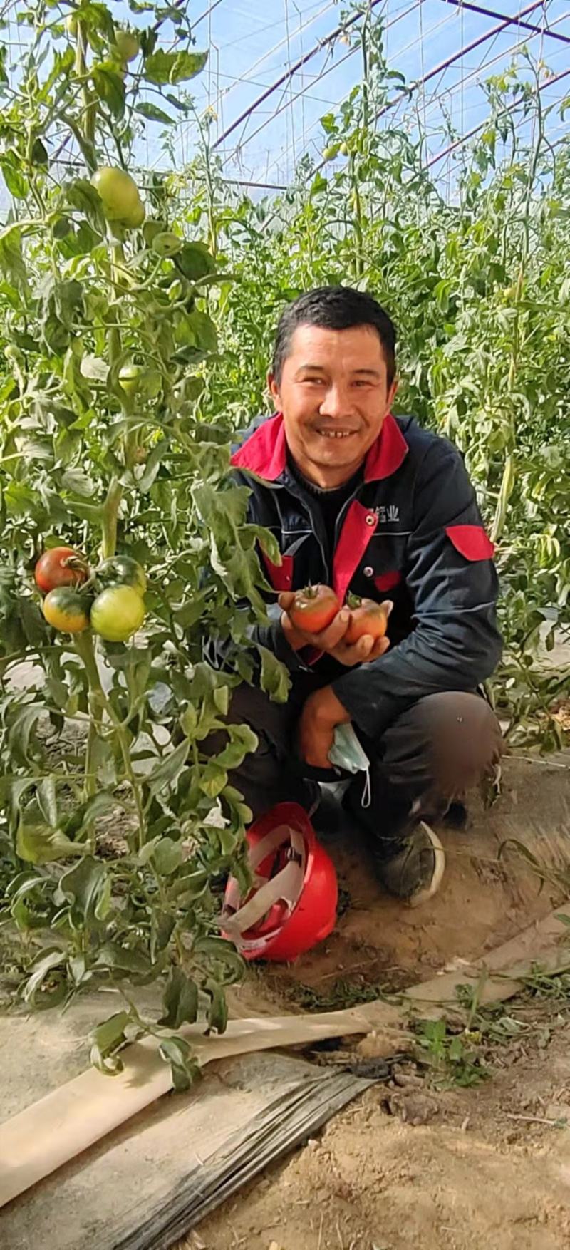 （热销）草莓西红柿产区直供货源充足量大从优视频看货批发