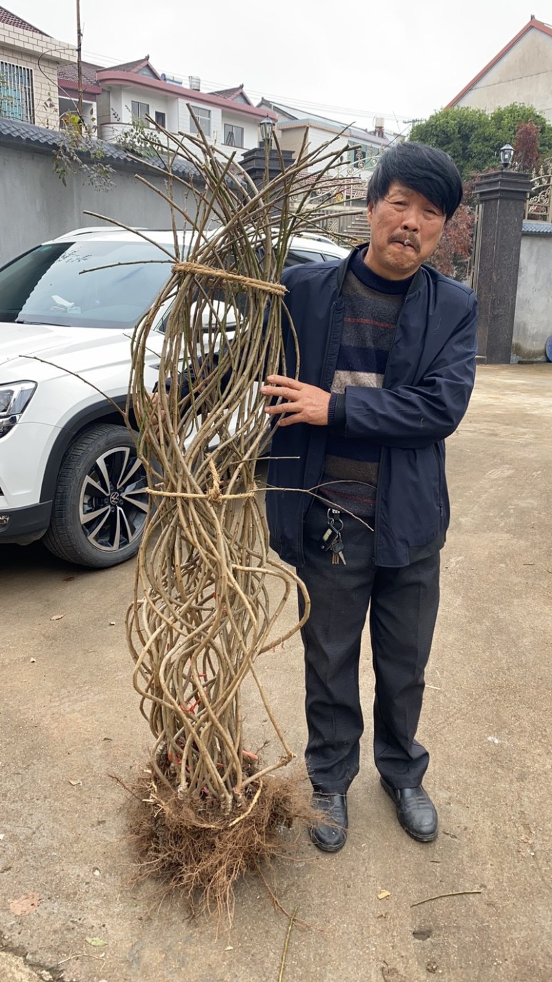 垂枝红梅