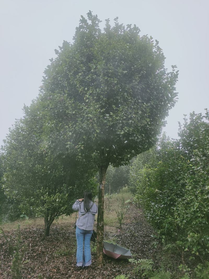 大量供应地径1-24公分，米径1-15公分的高杆茶花