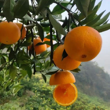 九月红脐橙