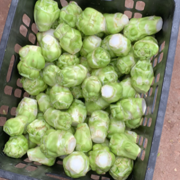 四川榨菜基地大量有货。有需要的老板可以随时联系我