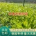 浙江茶树苗龙井43乌牛早白茶黄金芽中黄特早奶白