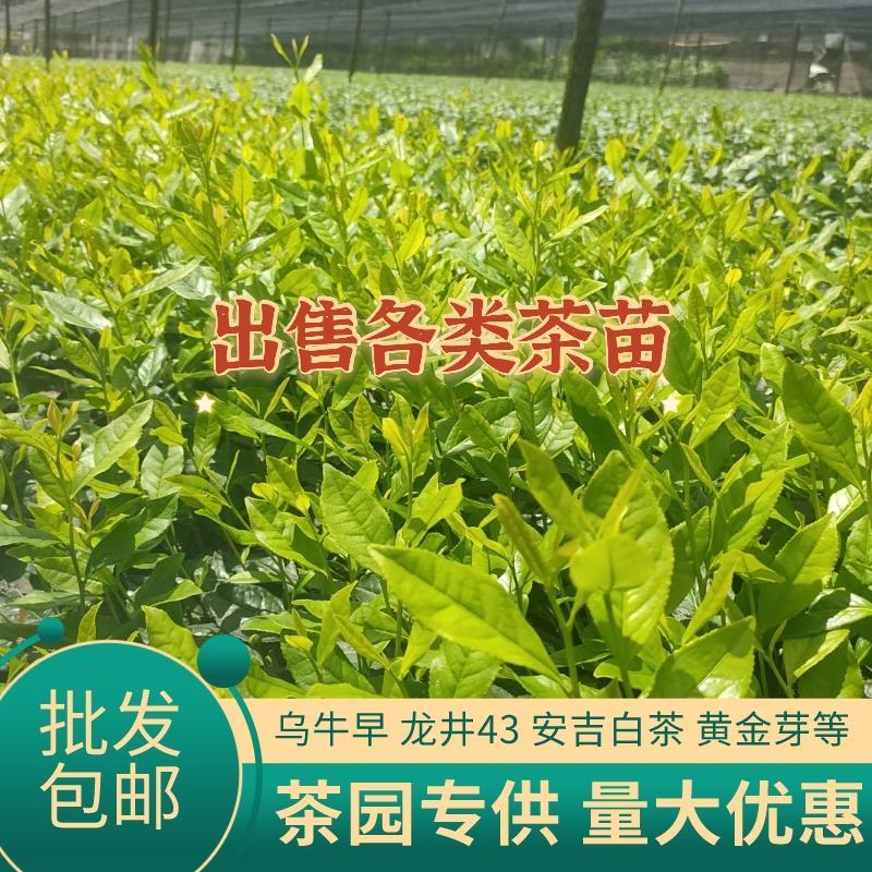 浙江茶树苗龙井43乌牛早白茶黄金芽中黄特早奶白